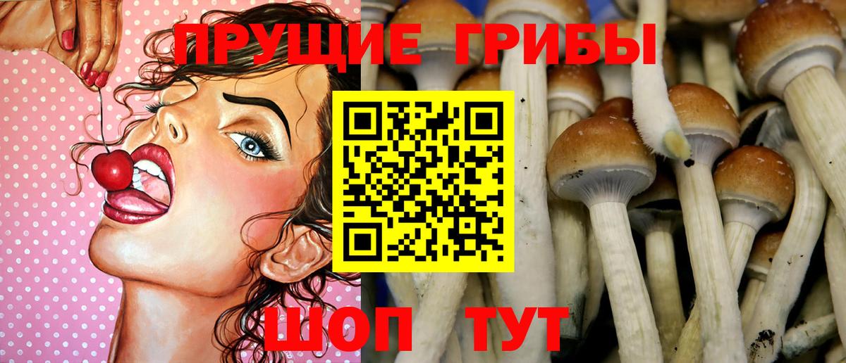 Галлюциногенные грибы Psilocybe Казань